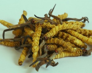 Natural Cordyceps Sinensis of Bhutan